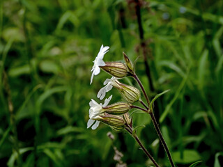 white flowers