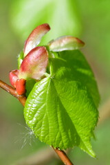 Close up of a red leaf