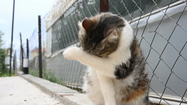 Tabby cat licking and washing itself with a paw. Stray cat outdoors