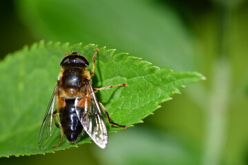 Fly on leaf, macro photography