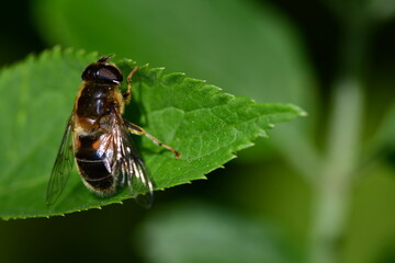 Fly on leaf, macro photography