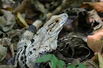 Black iguana, Ctenosaura similis, in a rainforest