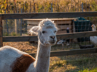 close up of a alpaca
