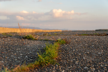 Grass growing out of cracked asphalt, old asphalt