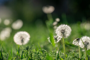 Blooming white dandelions in a green field, spring