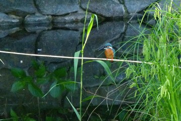 カワセミ