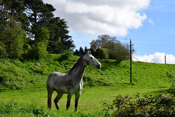 Horse in the meadow, Kilkenny, Ireland