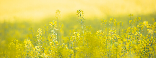 closeup of rapeseed in field
