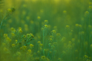Yellow spring flowers close up, green field