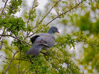 Columba palumbus or Common wood pigeon in a tree. Eating the new spring growth and buds.