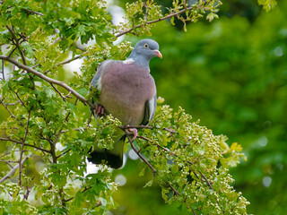Columba palumbus or Common wood pigeon in a tree. Eating the new spring growth and buds.