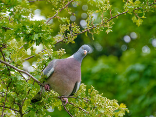 Columba palumbus or Common wood pigeon in a tree. Eating the new spring growth and buds.