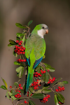 Parakeet perched on a bush with red berries , La Pampa, Patagonia, Argentina