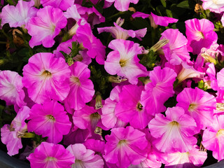 pink annual petunia plant blooms
