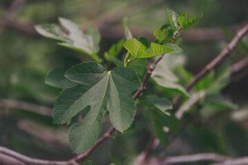 Group of immature green fig fruits on branch with green leaves, tropical fruits growing on the tree.