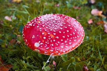fly agaric mushroom