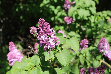 A close-up of a lovely, fully bloomed lilac flower.