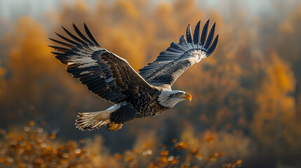 Obraz premium red tailed hawk flying