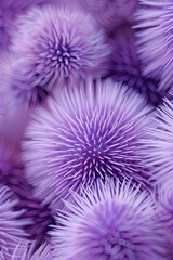 sea purple urchins 