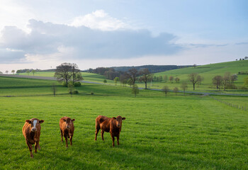 green meadows and calves at sunset in german sauerland