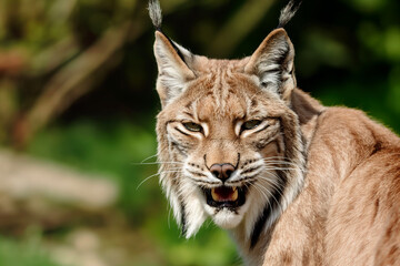 Fototapeta premium A wild and angry eurasian lynx hunting in nature, roaring in forest