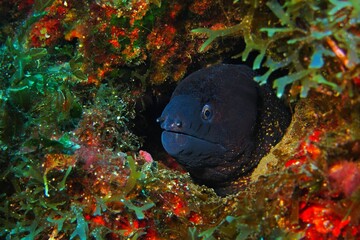 Black moray eel and underwater wall with algae. Colorful seascape with hiding eel. Underwater...