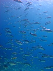 Scuba diving in the sea, swimming school of fish. Ocean with the marine life, underwater photography from scuba diving. Wildlife in the water. Sea and school of fish, travel photo.