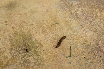 Small Mud Covered Worm on Yellow Stone
