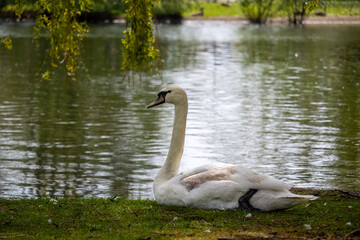 Swan Sat Next to Lake