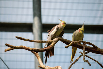 Pair of Cockatiels on a tree branch