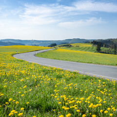 spring countryside of german sauerland with blooming fields of dandelions