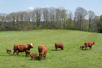 brown cows and calves in spring meadow of german sauerland