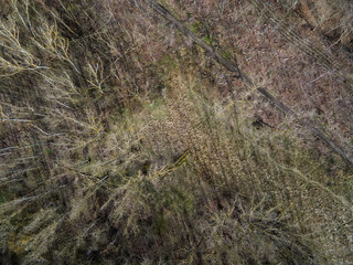 Aerial top down of trees in park on the border of Marzahn and Brandenburg
