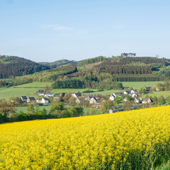 rapeseed field in german sauerland under cloudy sky in spring