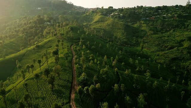 Morning light bathes Ceylon tea plantations. Green terraced fields on mountain slopes in Sri Lanka. Perfect for agriculture, travel, tea industry, eco-tourism, landscape projects.