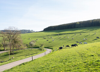 hillside meadow with black and white spotted cows and shadows in sauerland