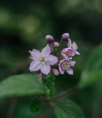 close up of a flower