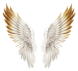 PNG  Angel wings white bird white background.