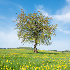 spring meadow full of yellow dandelions in german sauerland