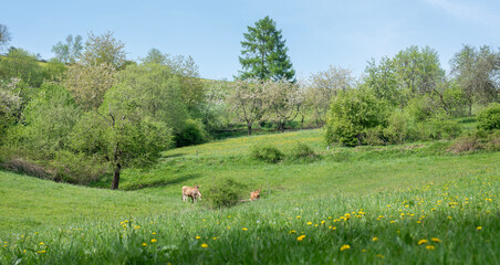 brown calves in idyllic spring meadow of german sauerland with blooming trees