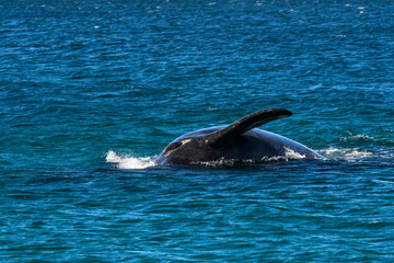 Obraz premium Sohutern right whales in the surface, Peninsula Valdes, Patagonia,Argentina