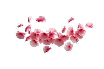 pink petals flying floating isolated on white or transparent background 