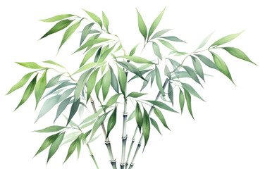 Fototapeta premium PNG Bamboo plant transparent background freshness.