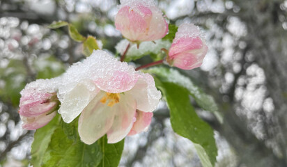 Close-up of pink large apple tree flowers