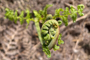 Close-up of a green fern sprout that looks like a baby dragon