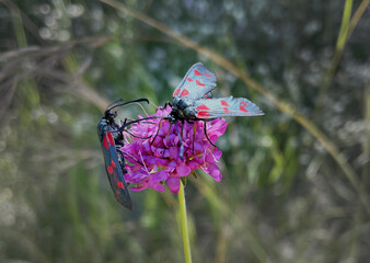 Close-up of two mottled butterflies