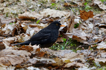 Eurasian blackbird or common blackbird (Turdus merula) male looking for food in the garden in spring.