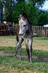 Donkey newborn baby in farm, Argentine Countryside