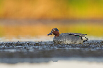 Eurasian teal (Anas crecca) male feeding in the wetlands in summer.	

