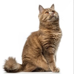 A British Longhair Cat Sits In A Serious Pose, Its Gaze Focused On Reaching Something, Illustrations Images